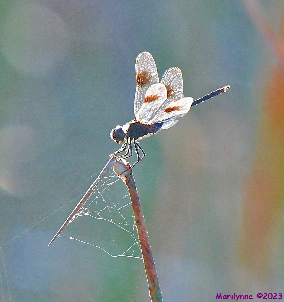 DSC_7564_001.JPG