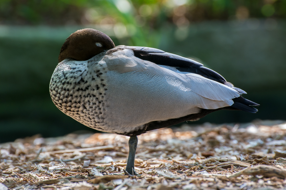 DSC_7565.jpg