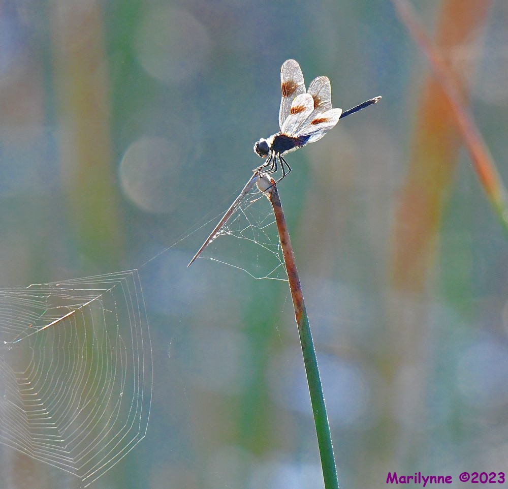 DSC_7565_001.JPG