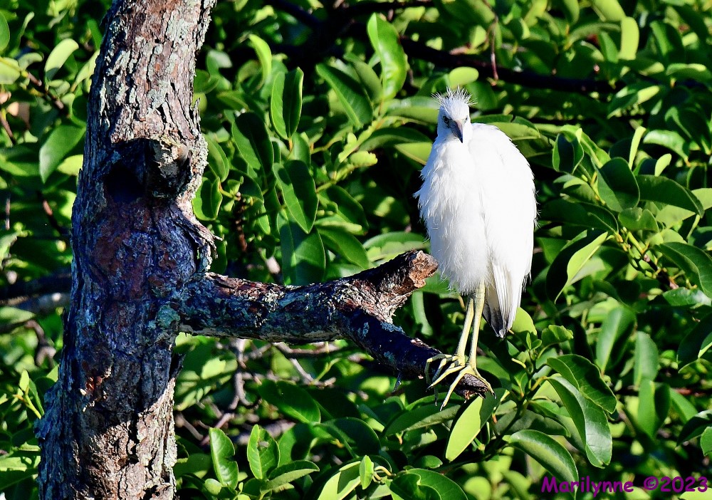 DSC_7566_001.JPG