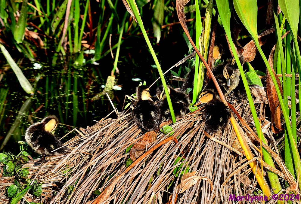 DSC_7566_001.JPG