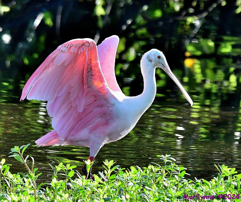 DSC_7566_001.JPG