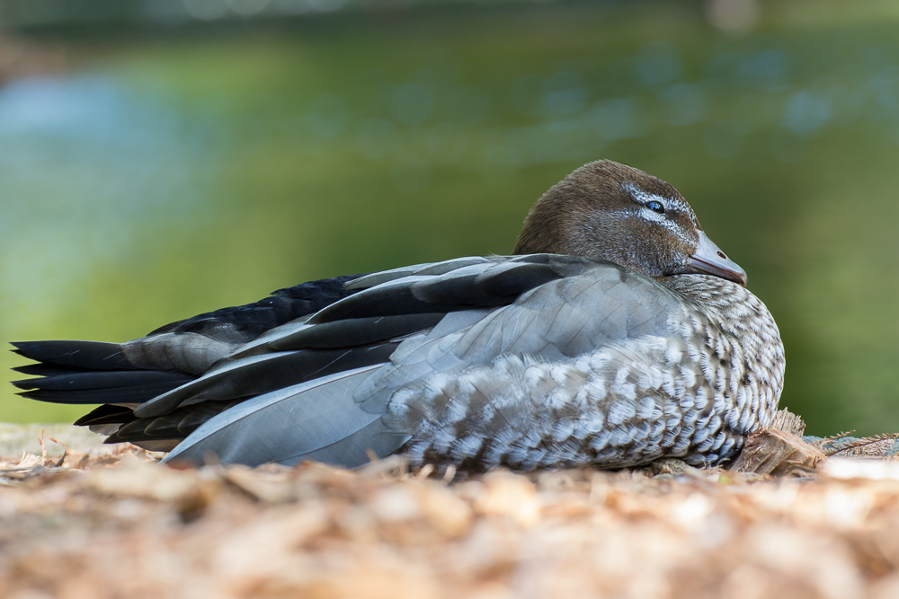 DSC_7568.jpg