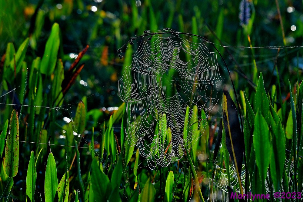DSC_7568_001.JPG