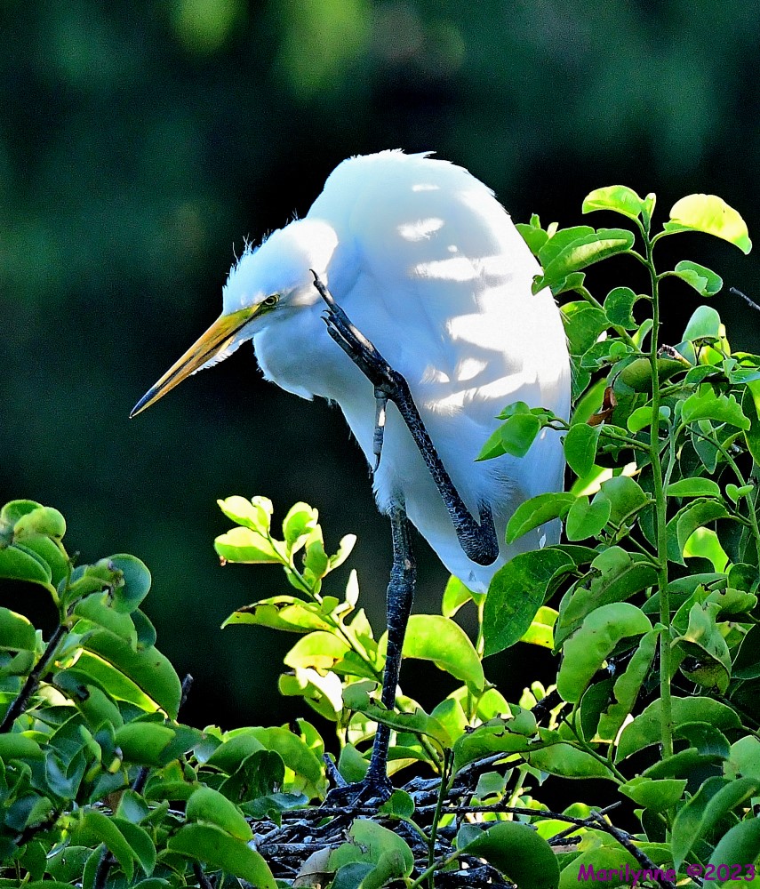 DSC_7568_001.JPG