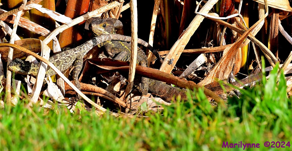 DSC_7568_001.JPG