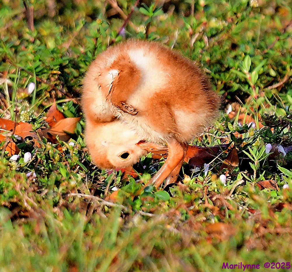 DSC_7568_001.JPG