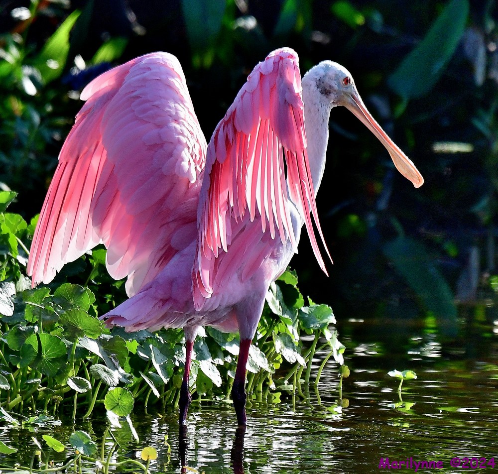 DSC_7569_001.JPG