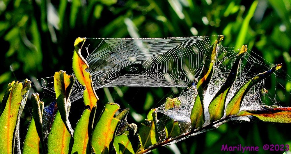 DSC_7571_001.JPG