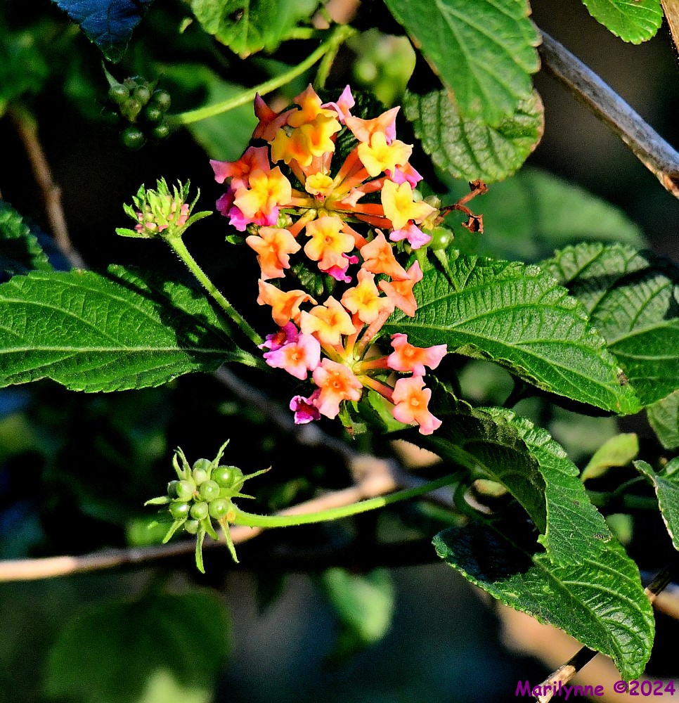 DSC_7571_001.JPG
