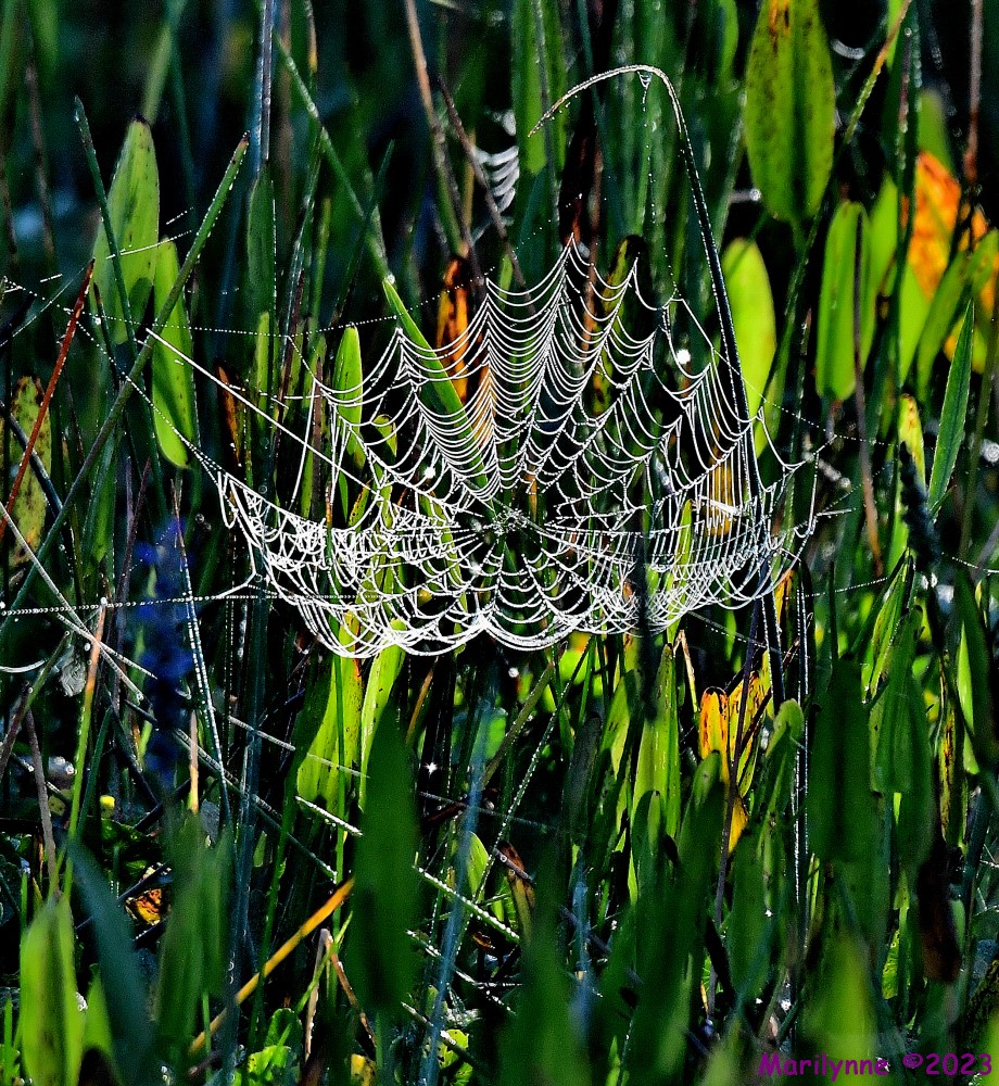 DSC_7572_001.JPG