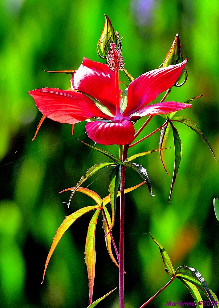 DSC_7572_001.JPG