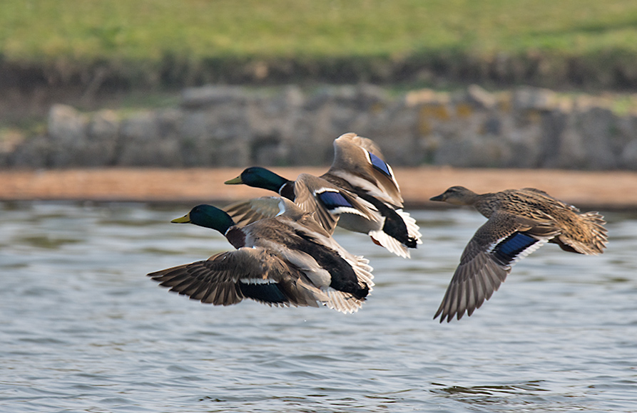 DSC_7574.jpg