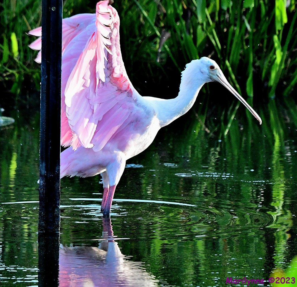 DSC_7574_001.JPG