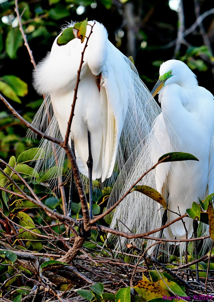 DSC_7574_001.JPG