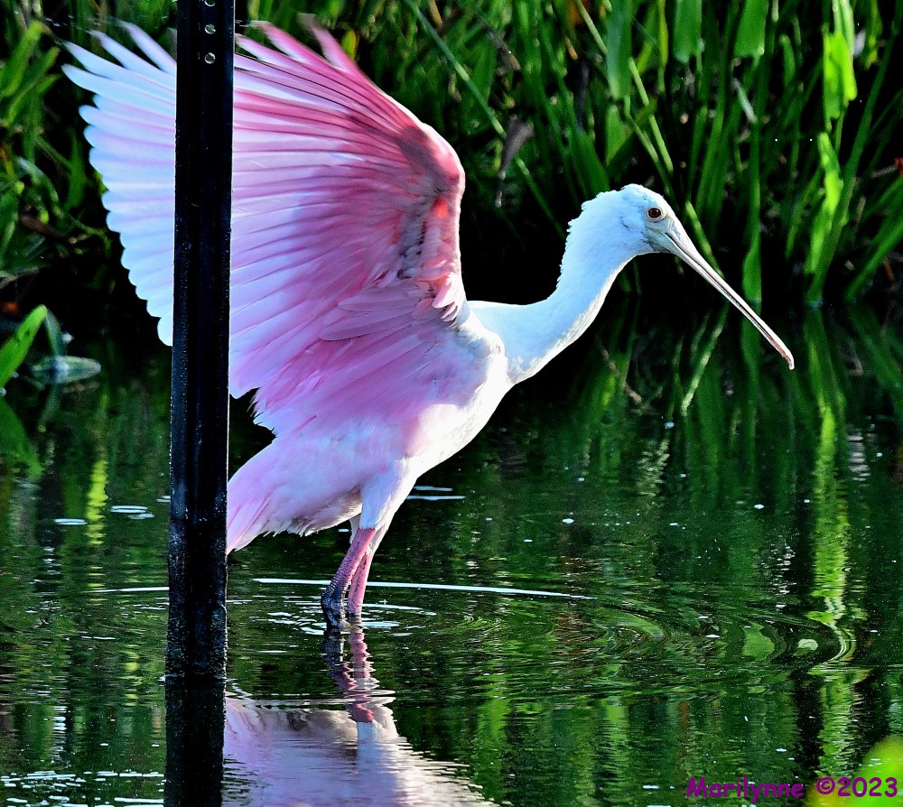 DSC_7575_001.JPG