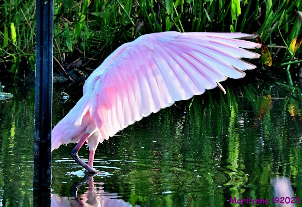 DSC_7576_001.JPG