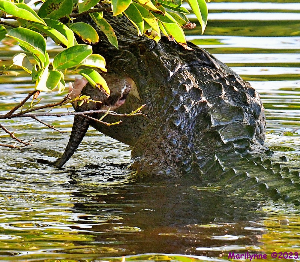 DSC_7576_001.JPG