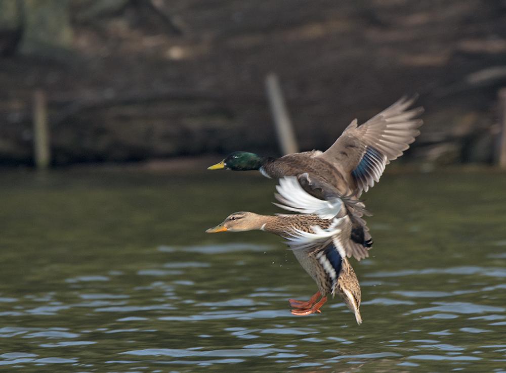 DSC_7579.jpg