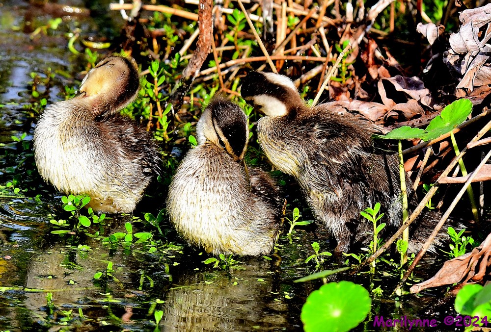 DSC_7579_001.JPG