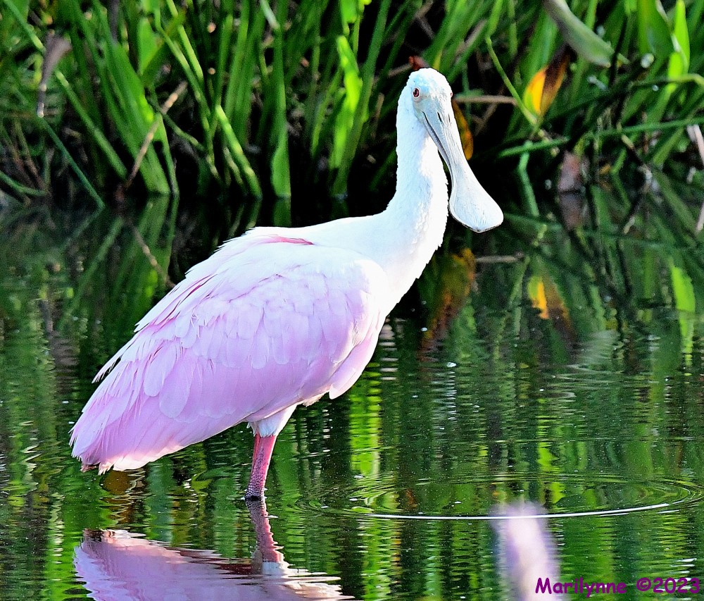 DSC_7580_001.JPG