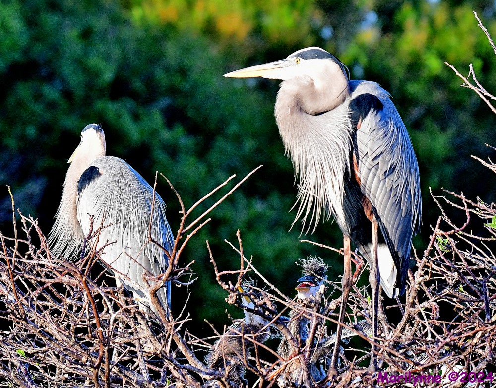 DSC_7581_001.JPG