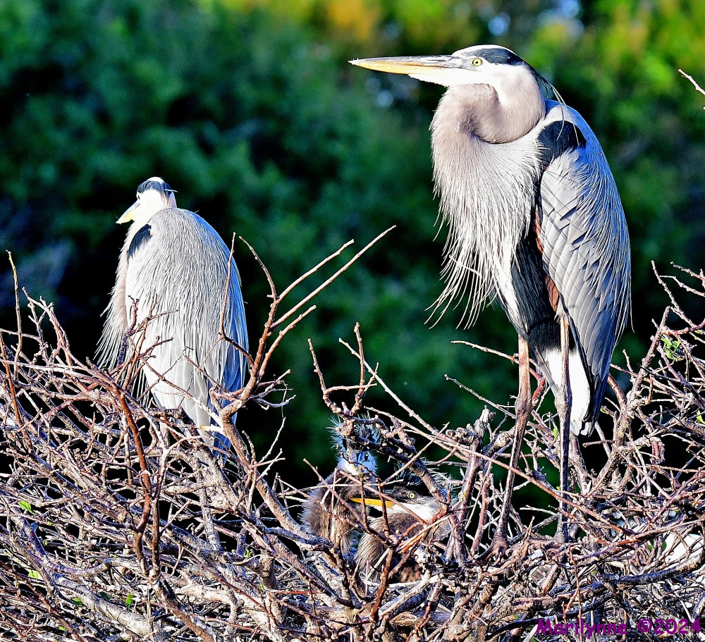 DSC_7583_001.JPG