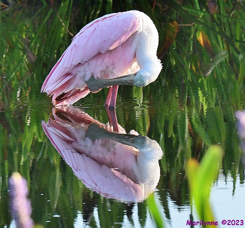 DSC_7584_001.JPG