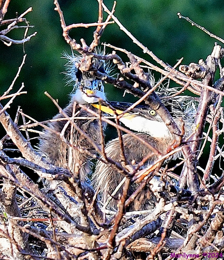 DSC_7584_001.JPG