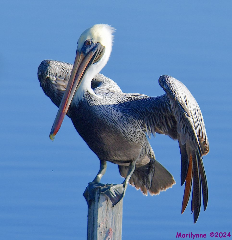 DSC_7585_001.JPG