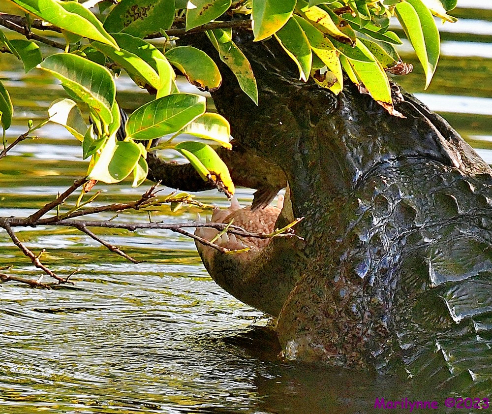 DSC_7586_001.JPG