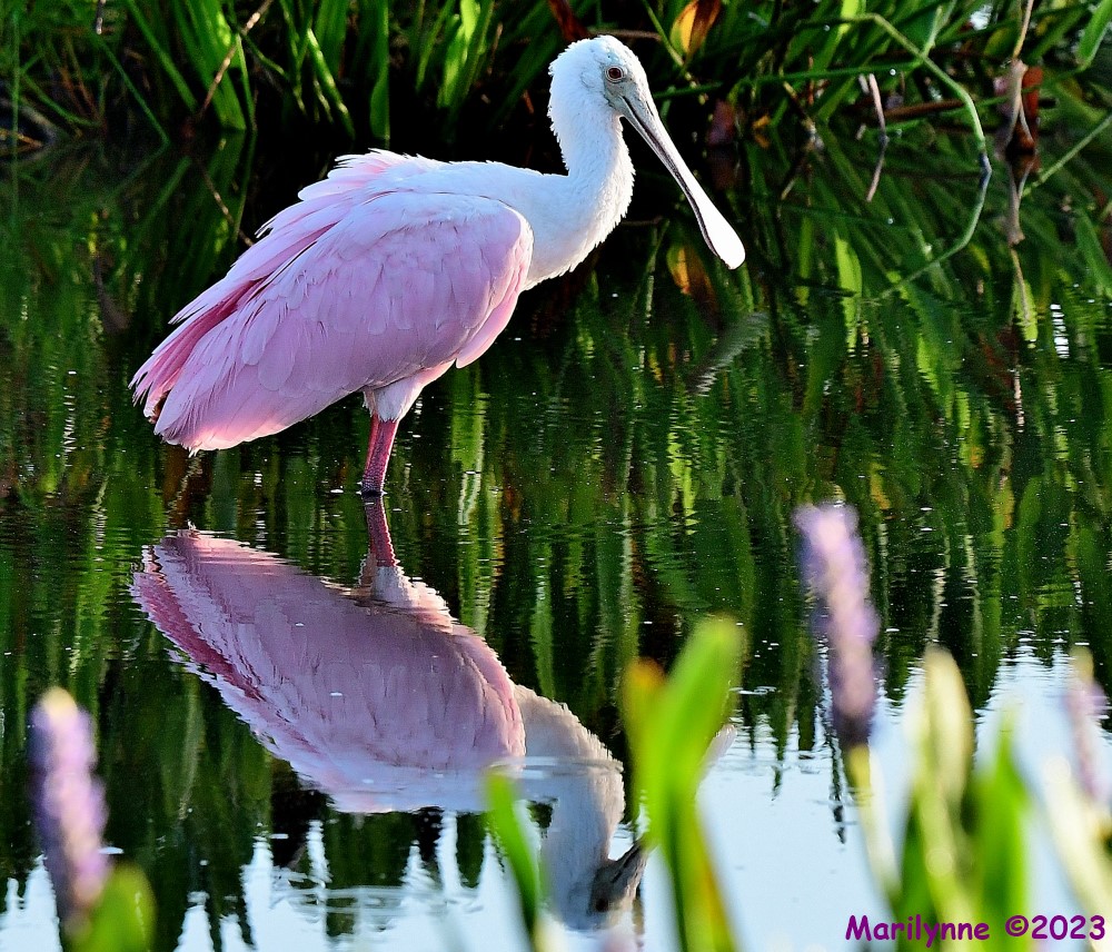 DSC_7588_001.JPG