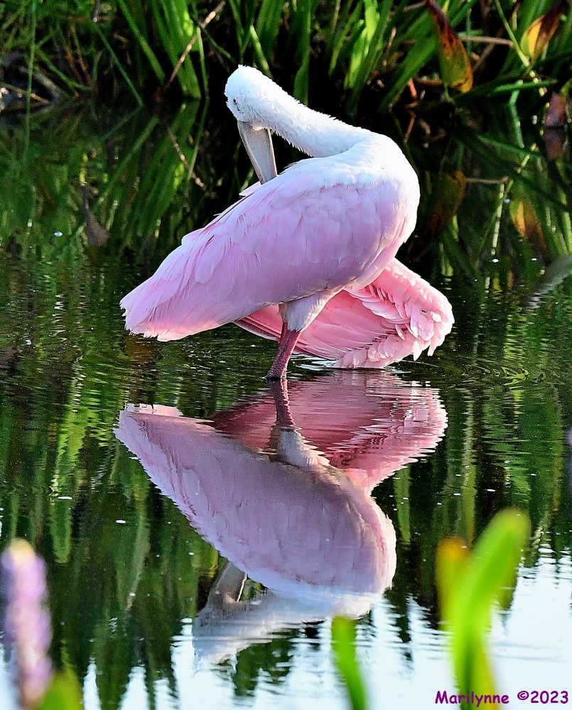 DSC_7591_001.JPG