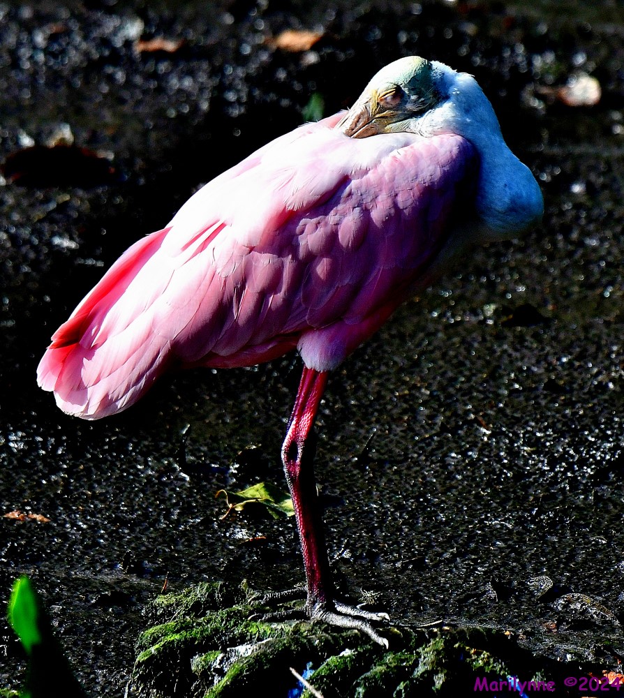 DSC_7592_001.JPG