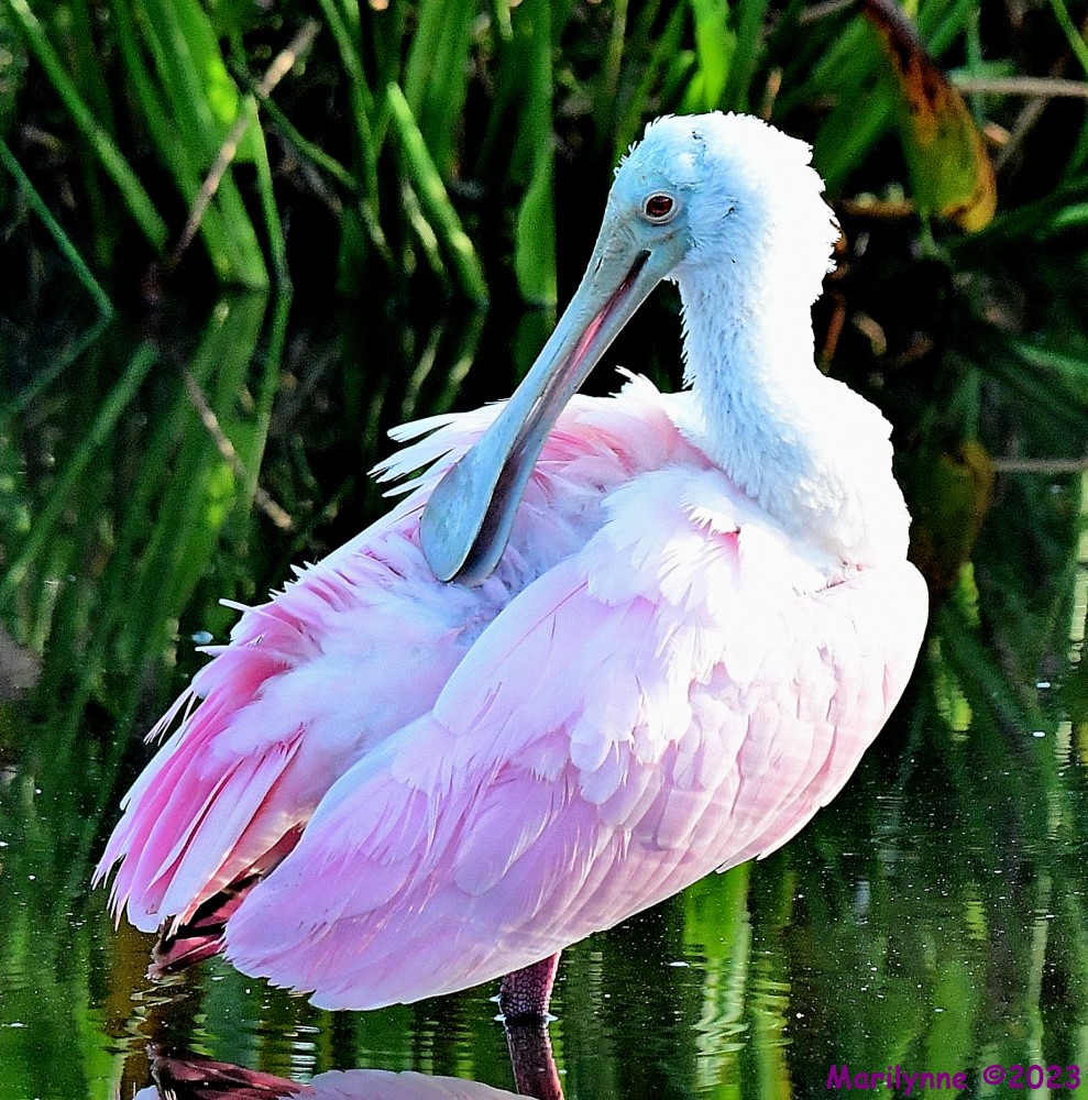 DSC_7593_001.JPG