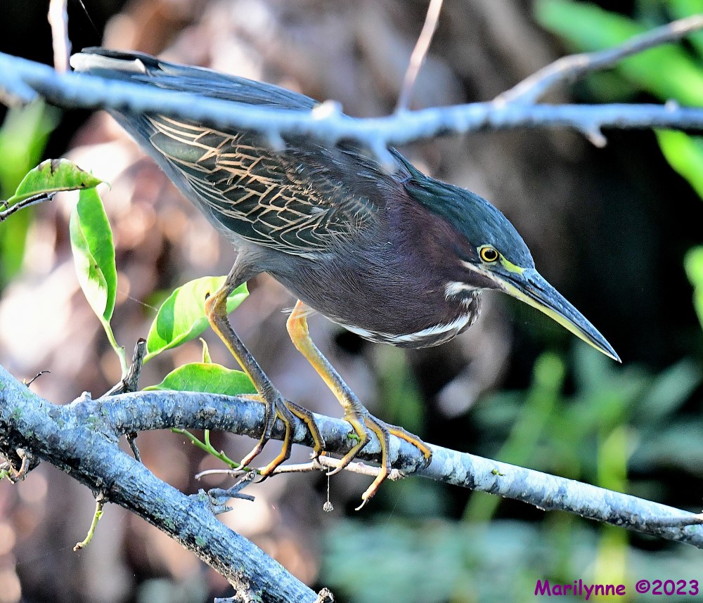 DSC_7595_001.JPG