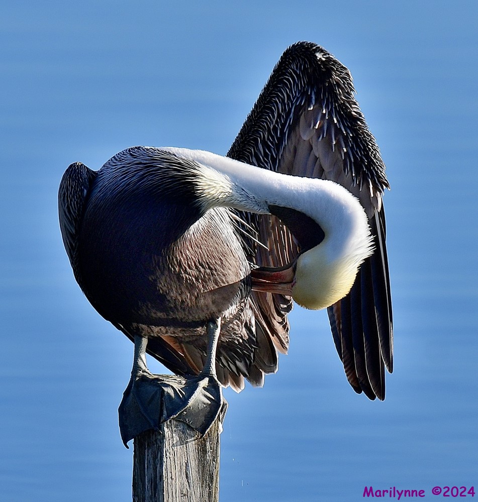 DSC_7596_001.JPG
