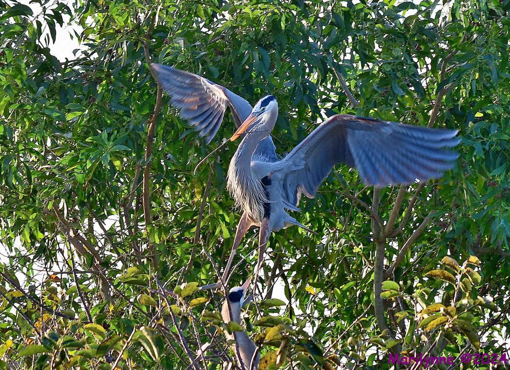 DSC_7597_001.JPG