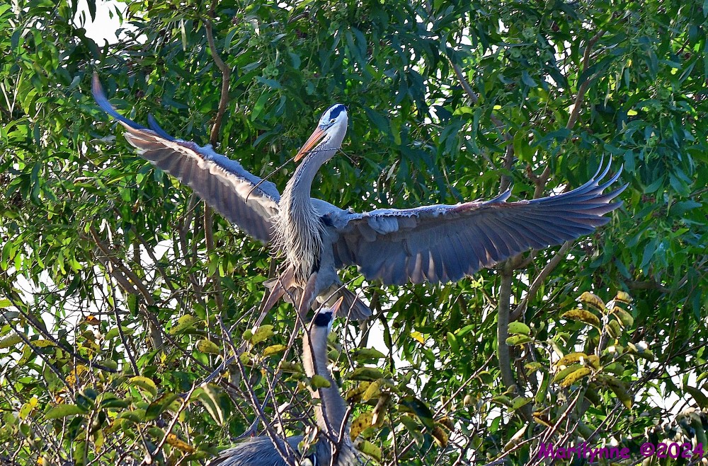 DSC_7598_001.JPG