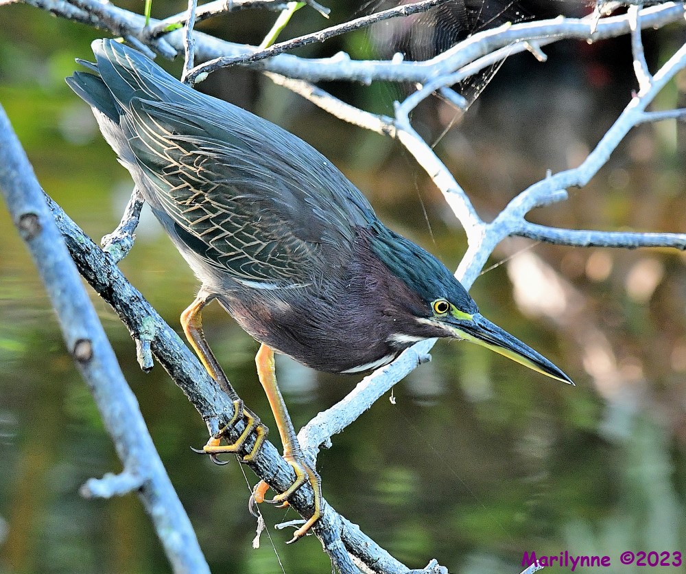 DSC_7599_001.JPG