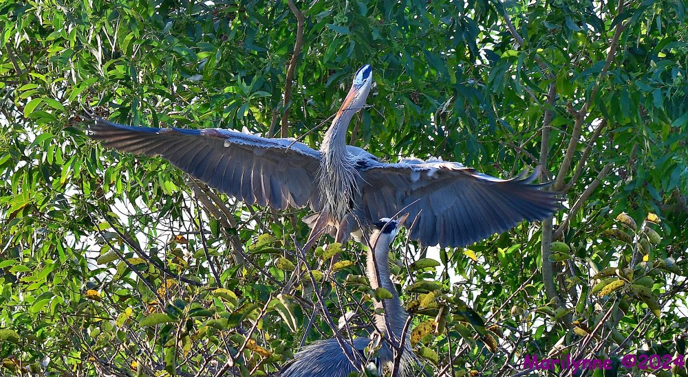 DSC_7599_001.JPG