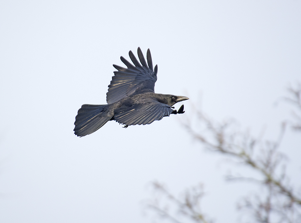 DSC_7601.jpg