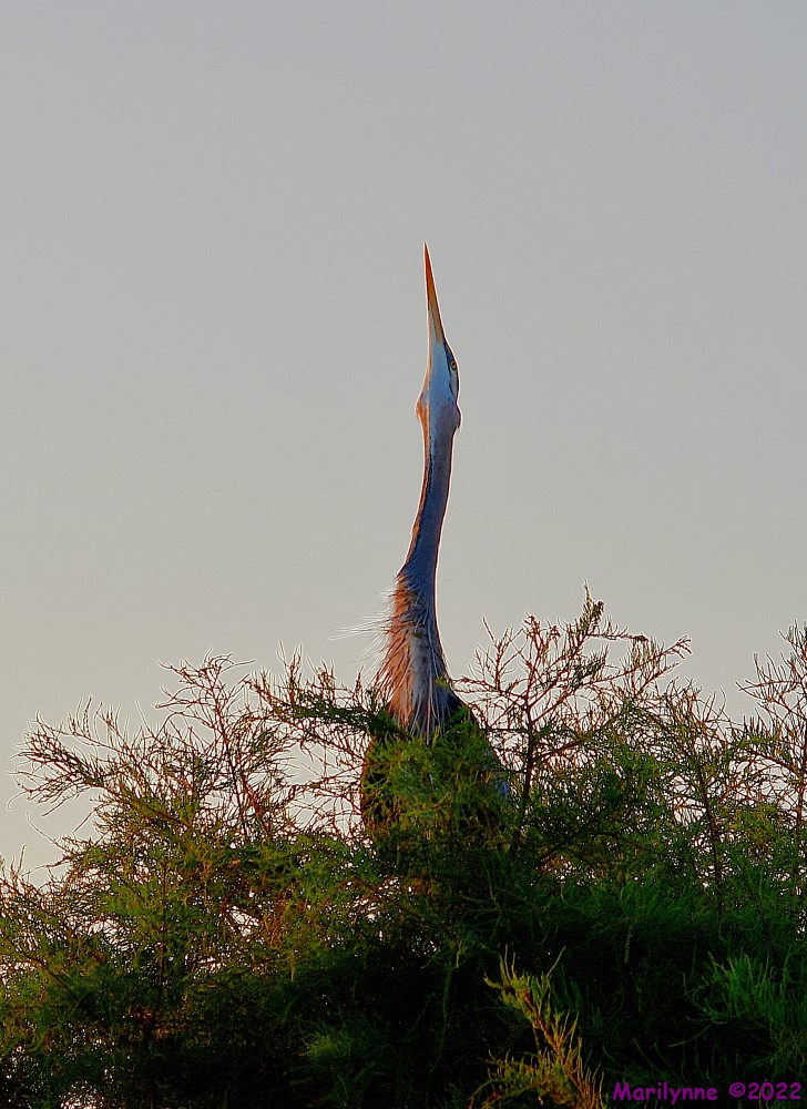 DSC_7601_001.JPG