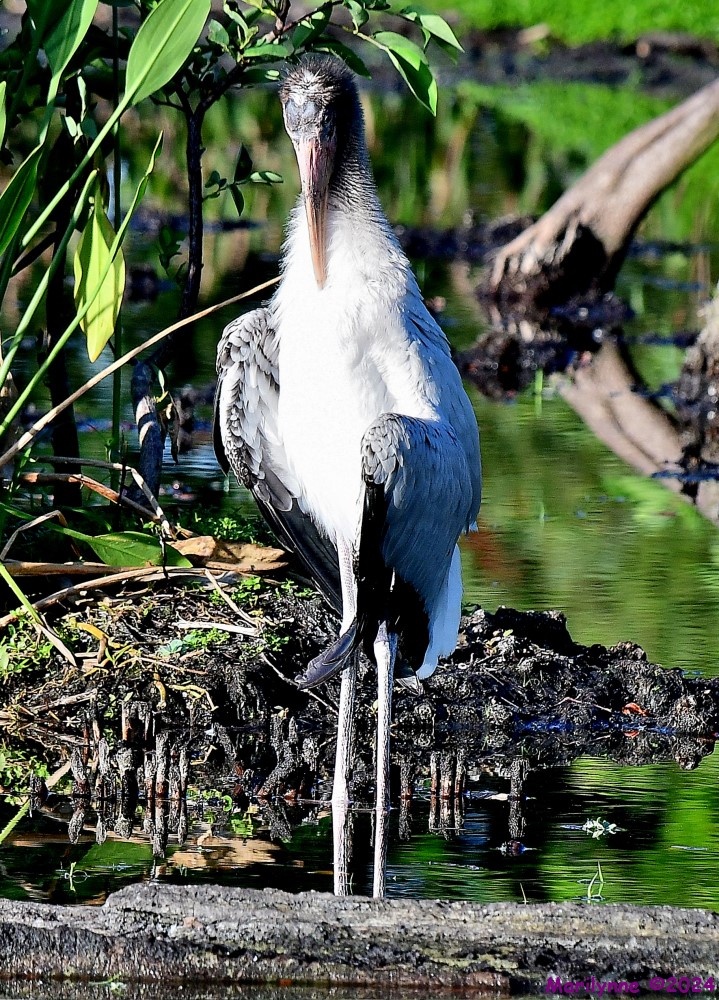 DSC_7601_001.JPG