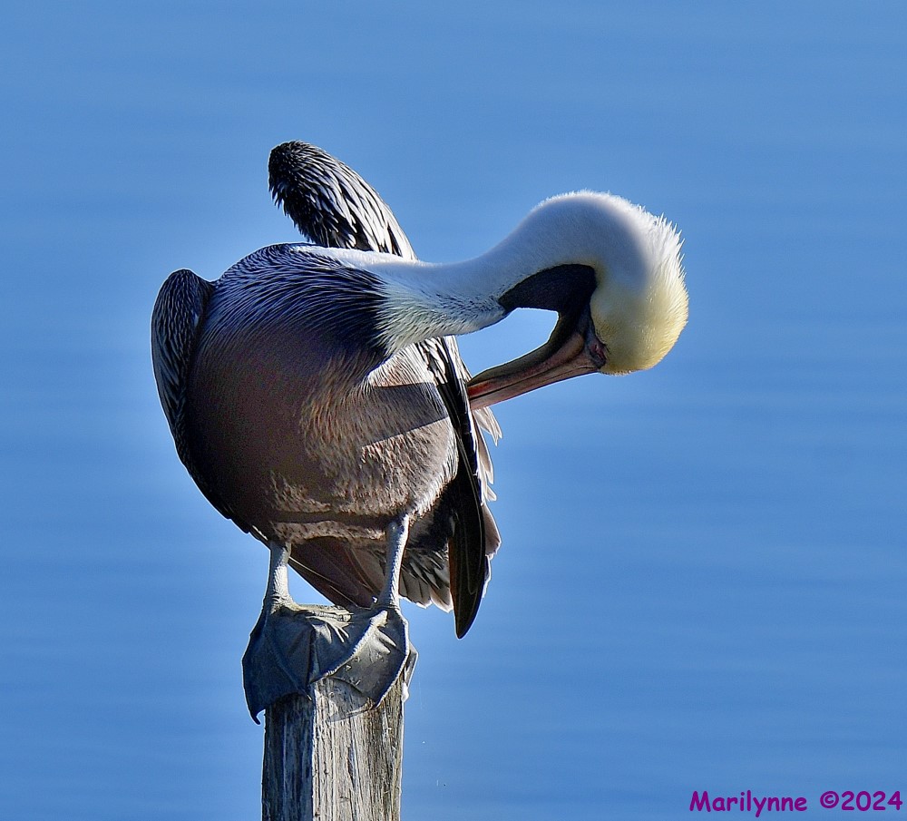 DSC_7602_001.JPG