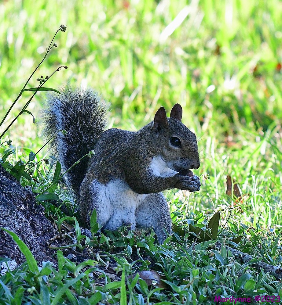 DSC_7604_001.JPG