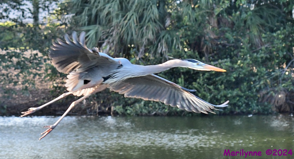 DSC_7604_001.JPG