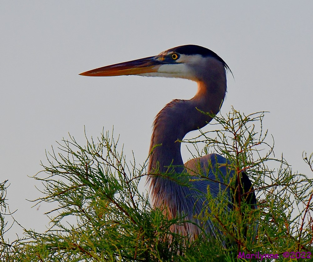 DSC_7605_001.JPG