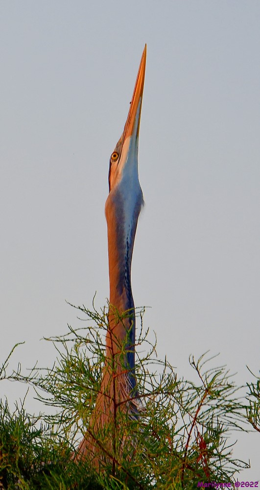 DSC_7606_001.JPG