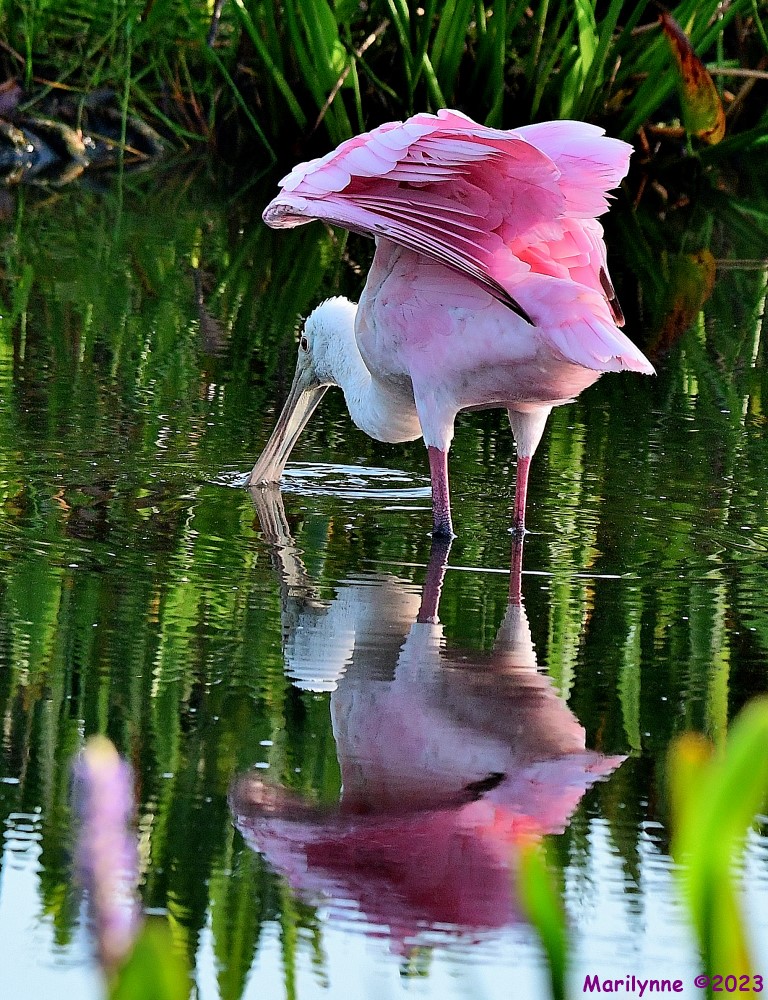 DSC_7606_001.JPG